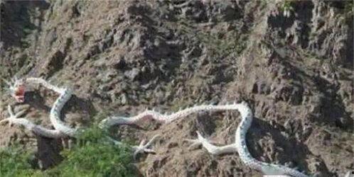 世界上有龙吗真实视频,探寻世界龙的存在之谜